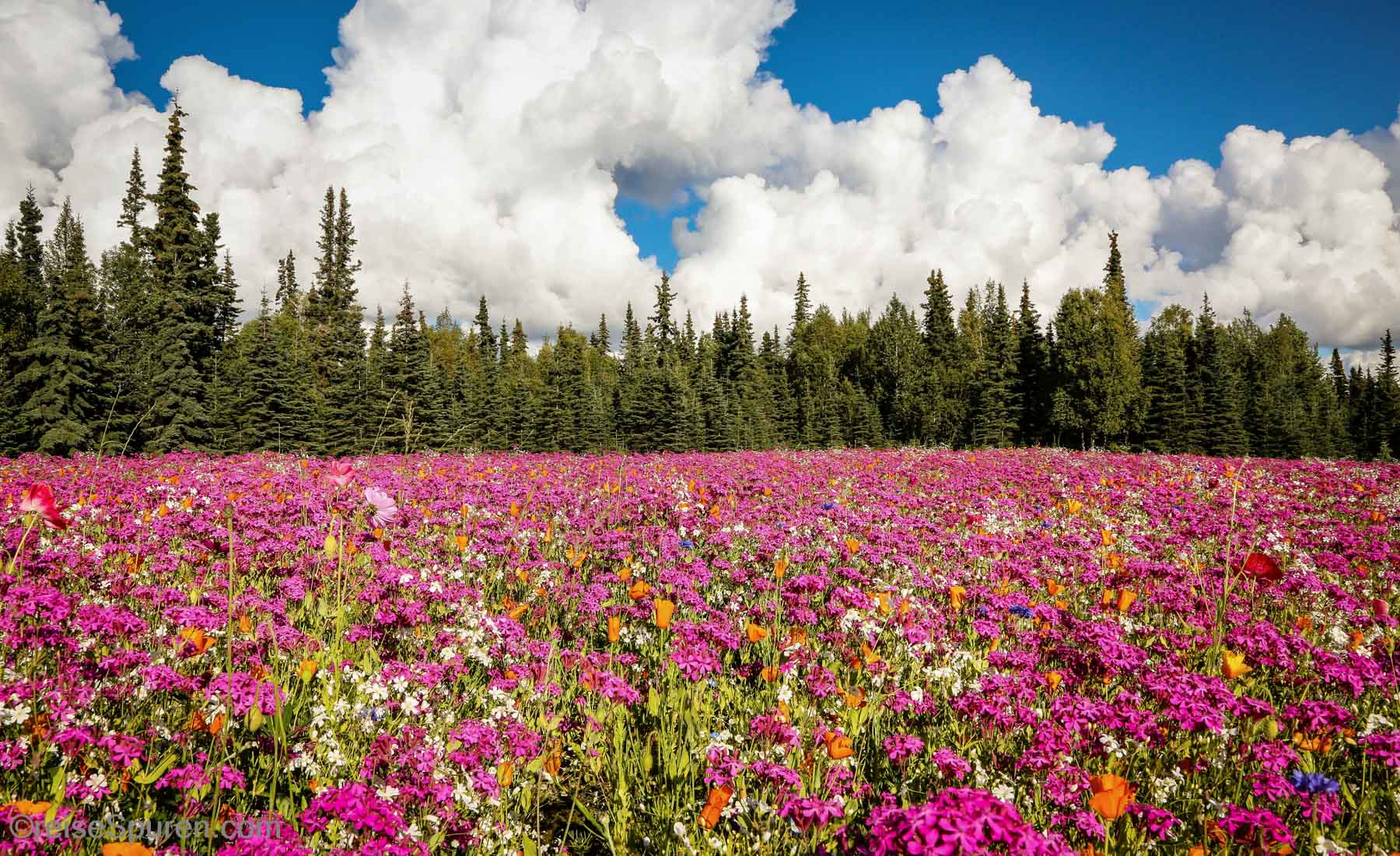 Blumenwiese bei Kenai