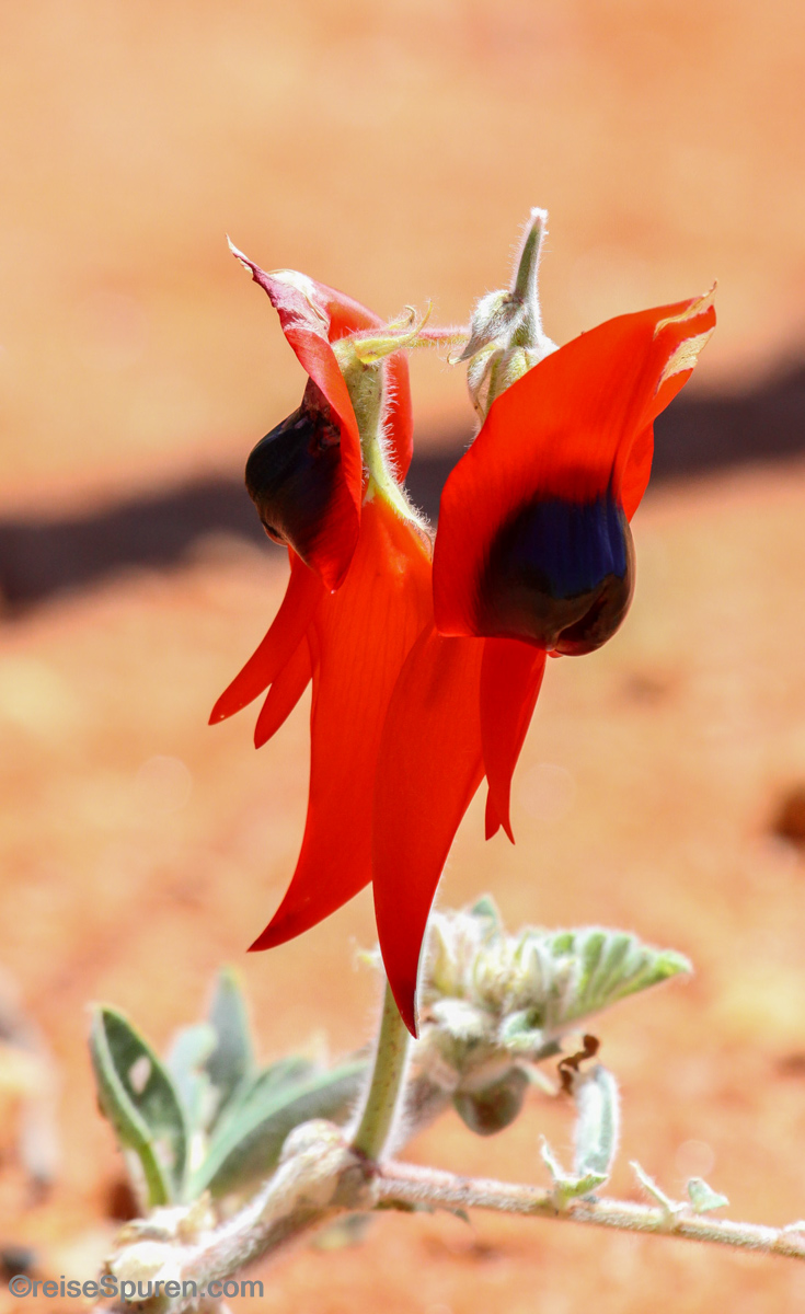 Sturt Desert Pea