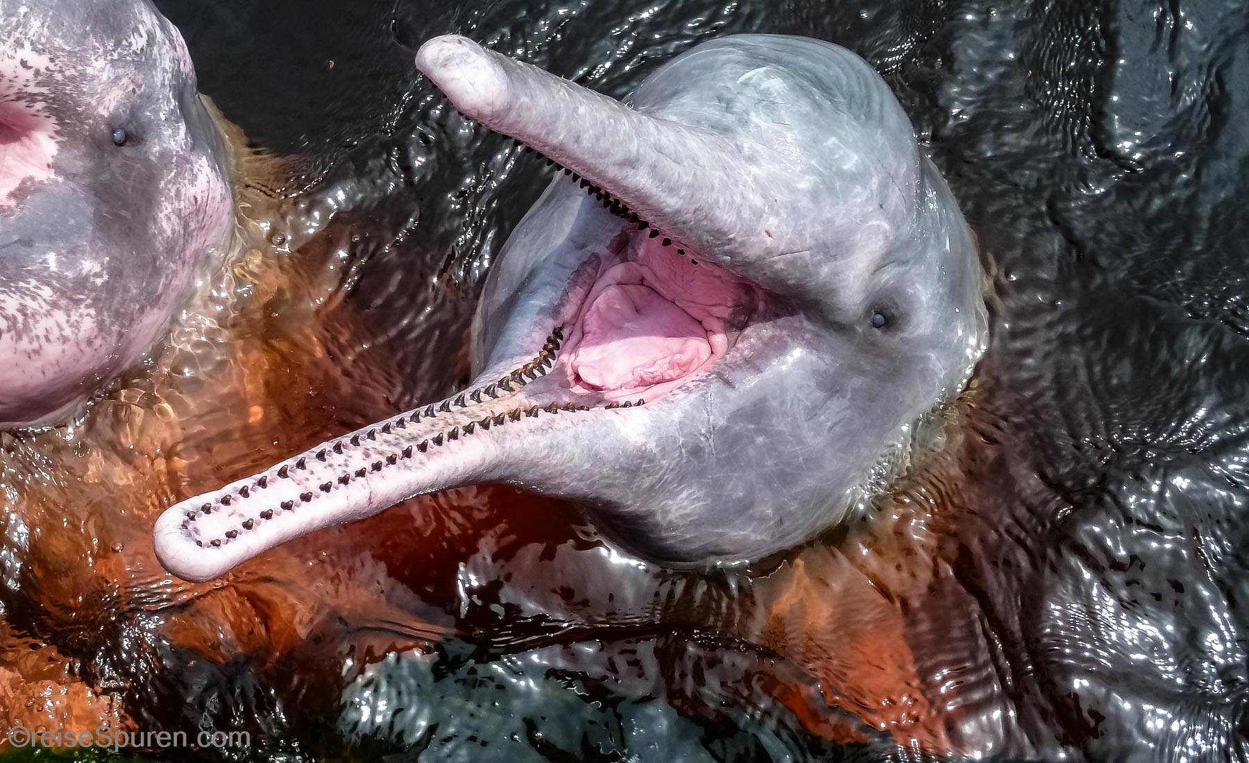Flussdelfin