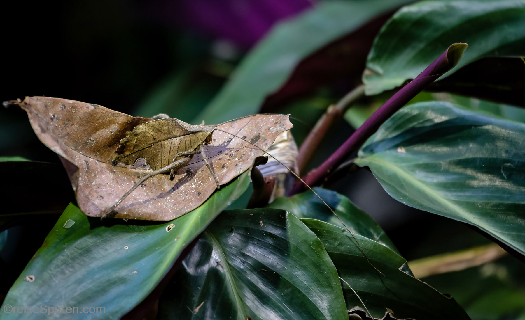 Leaf Katydid