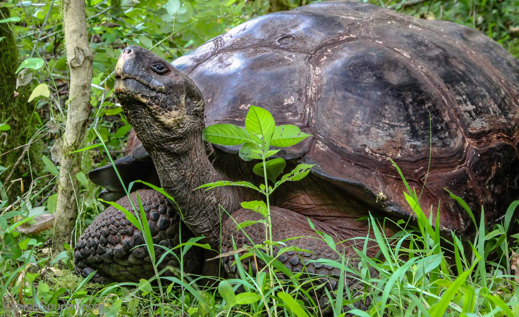 Riesenschildkröte