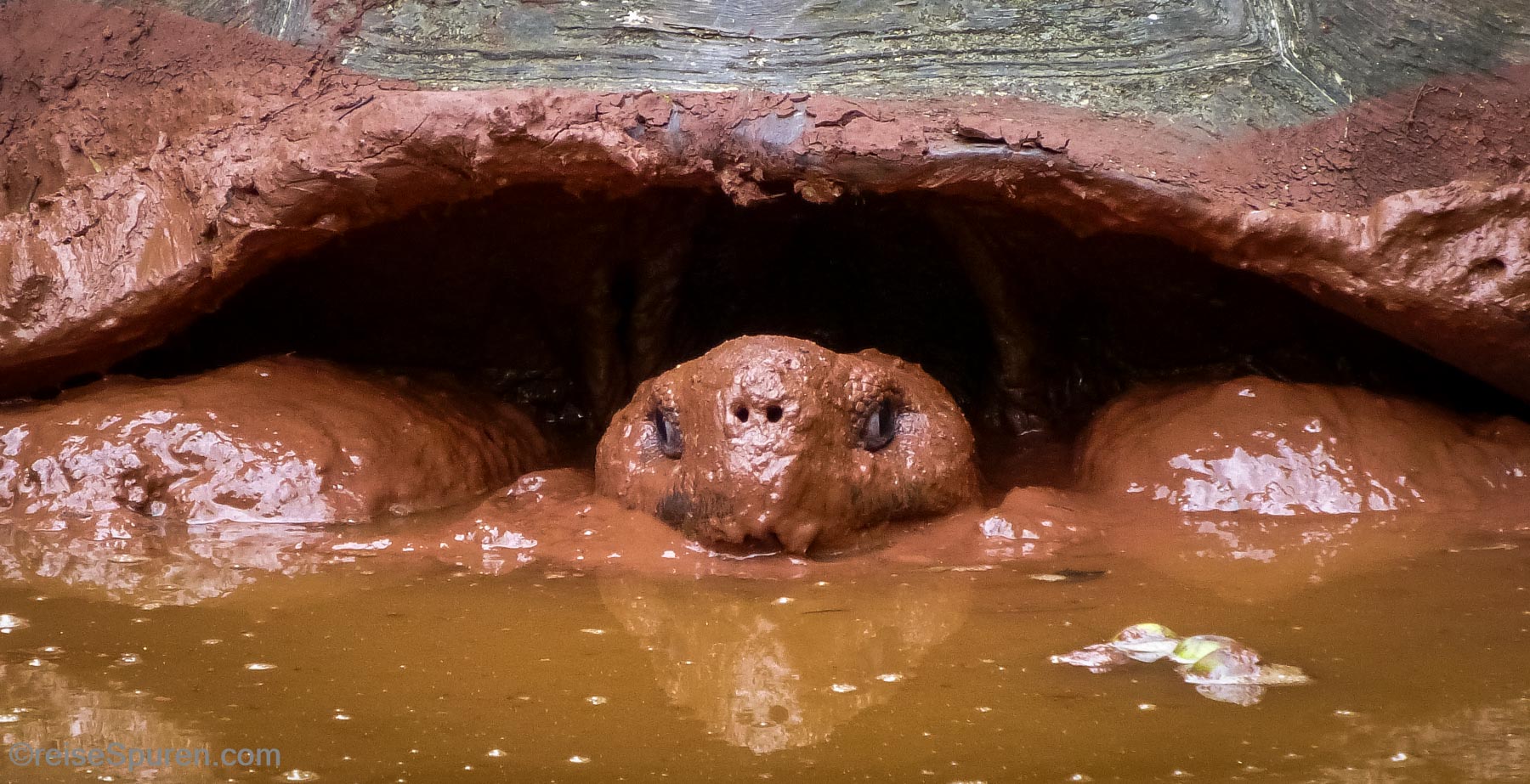 Riesenschildkröte