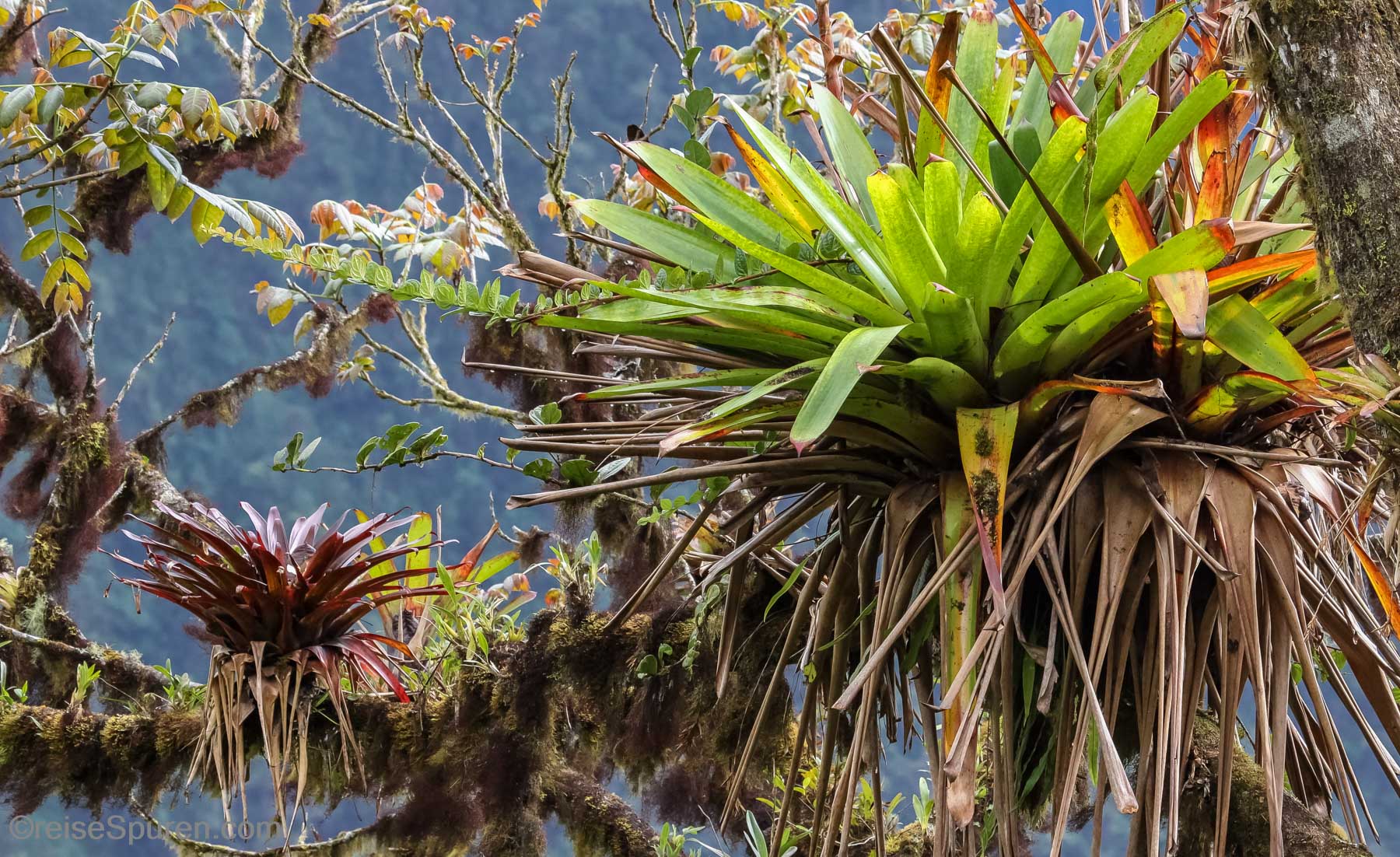 Epiphyten