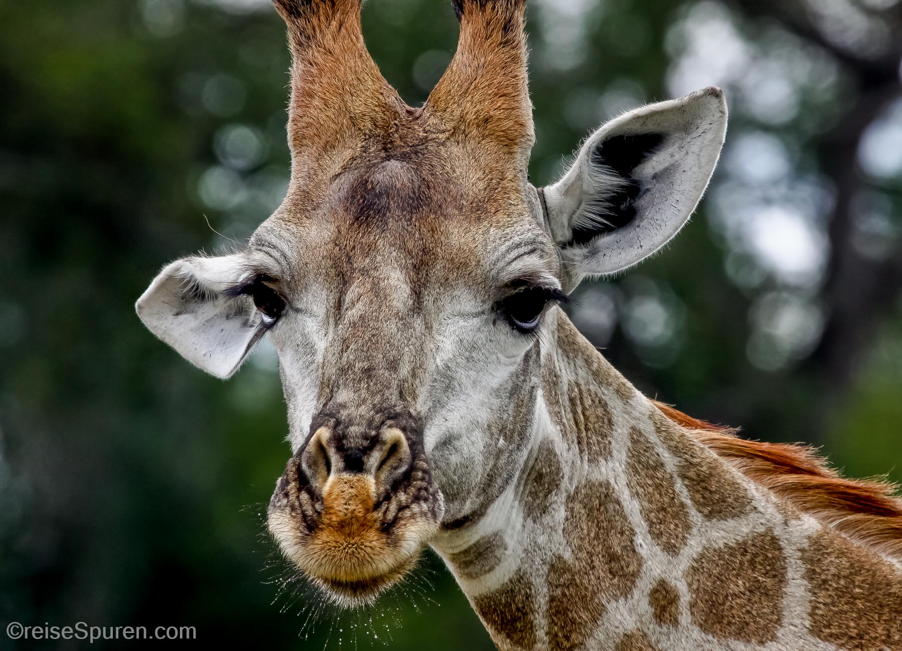 Giraffe