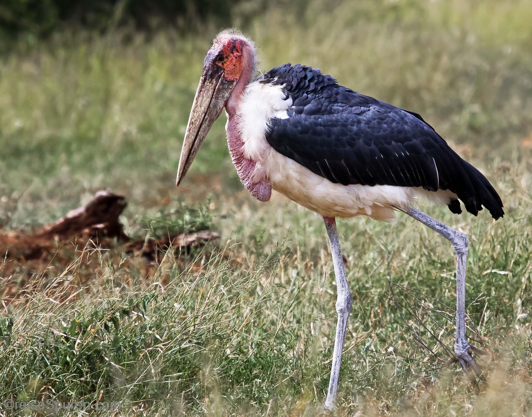 Marabu